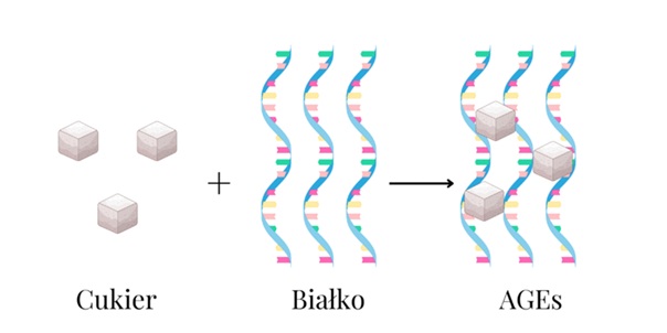 Glikacja białek – jak cukier przyspiesza starzenie?